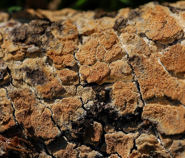 Un corticioide dalla Sicilia (Hyphodermella corrugata)